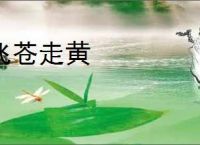 飞苍走黄