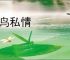 乌鸟私情