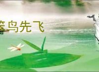 笨鸟先飞