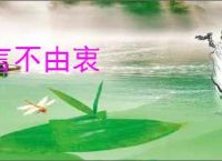 言不由衷